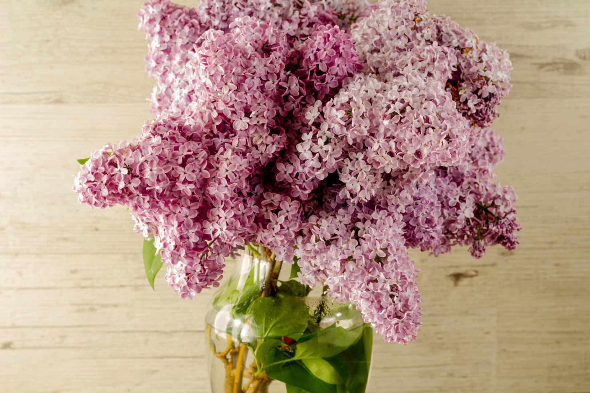 Vase of lilacs