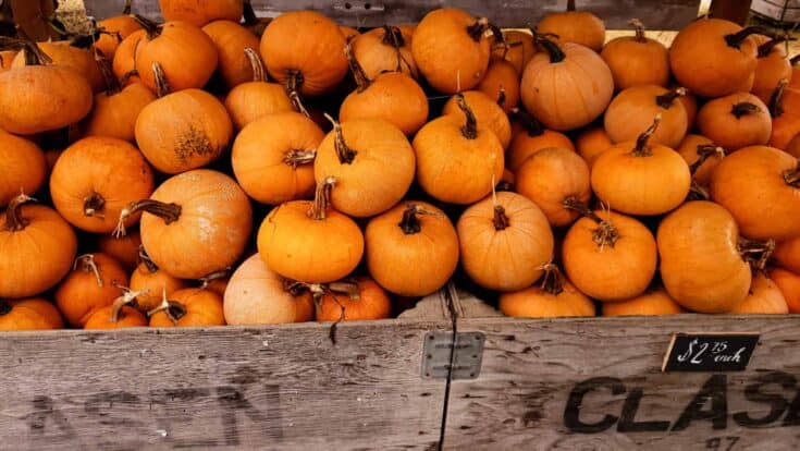 crate of pumpkins