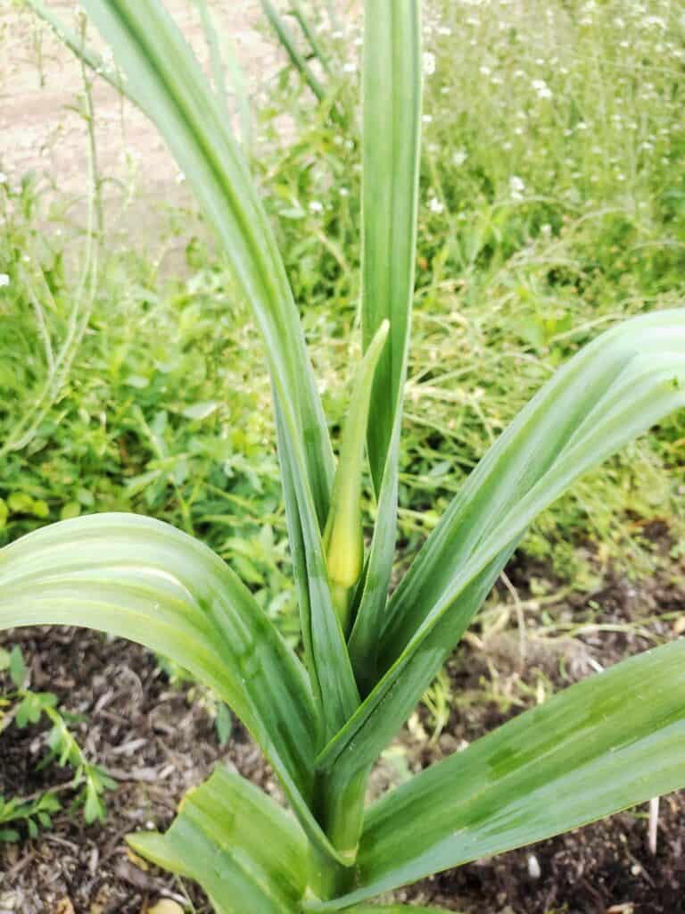 the top of a garlic scape sprouting from the top of a garlic plant