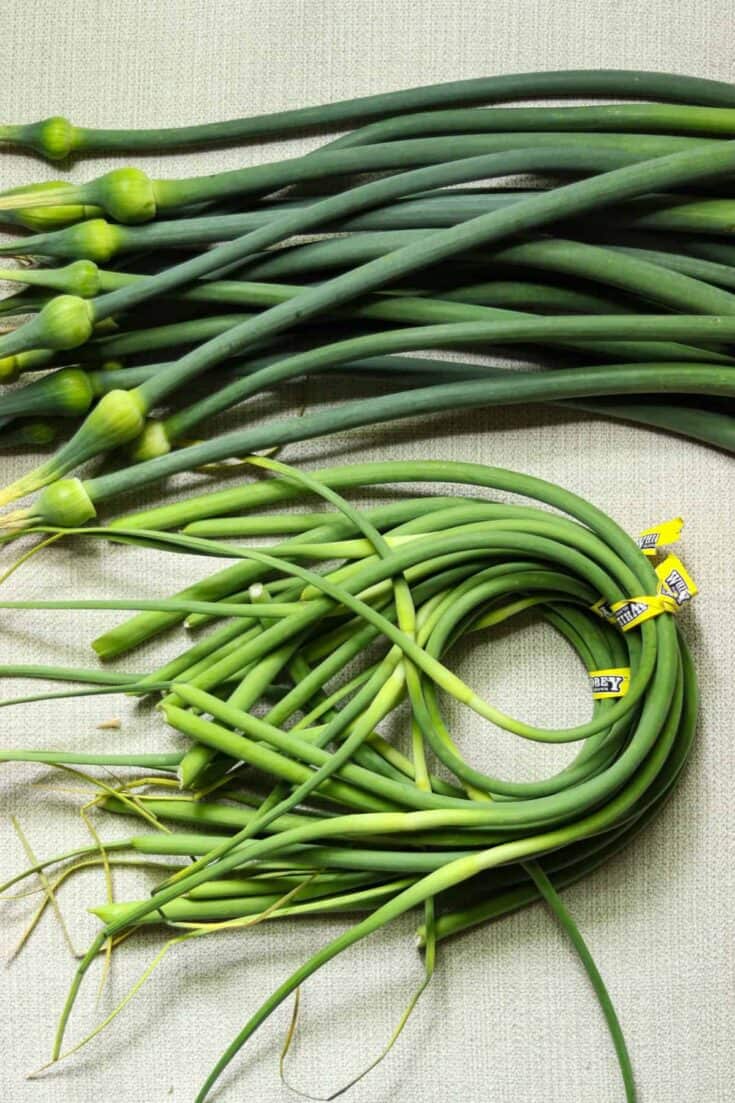 bunch of garlic scapes next to a bunch of leek scapes