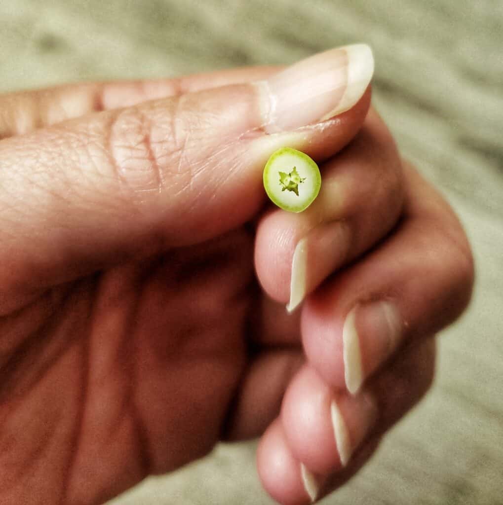 garlic scape top cut open