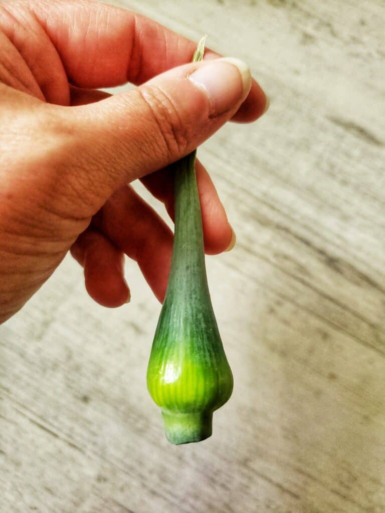 leek scape top cut from the stalk