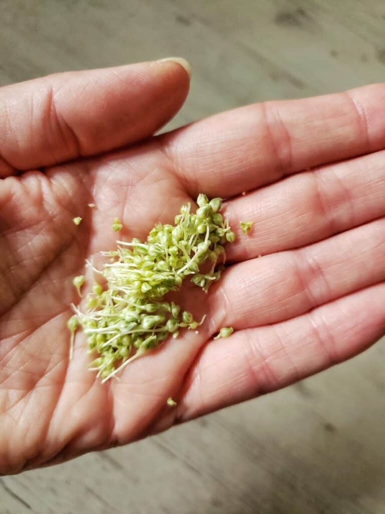the inside of a leek scape top