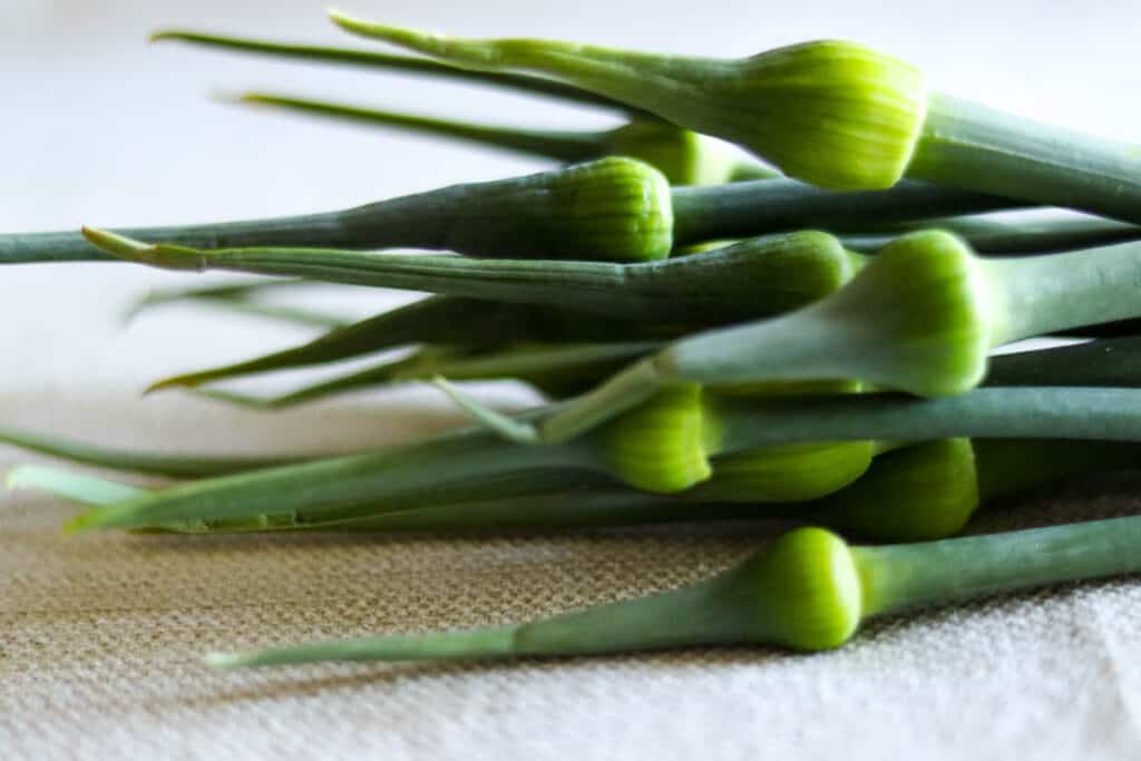 close up photo of leek scapes