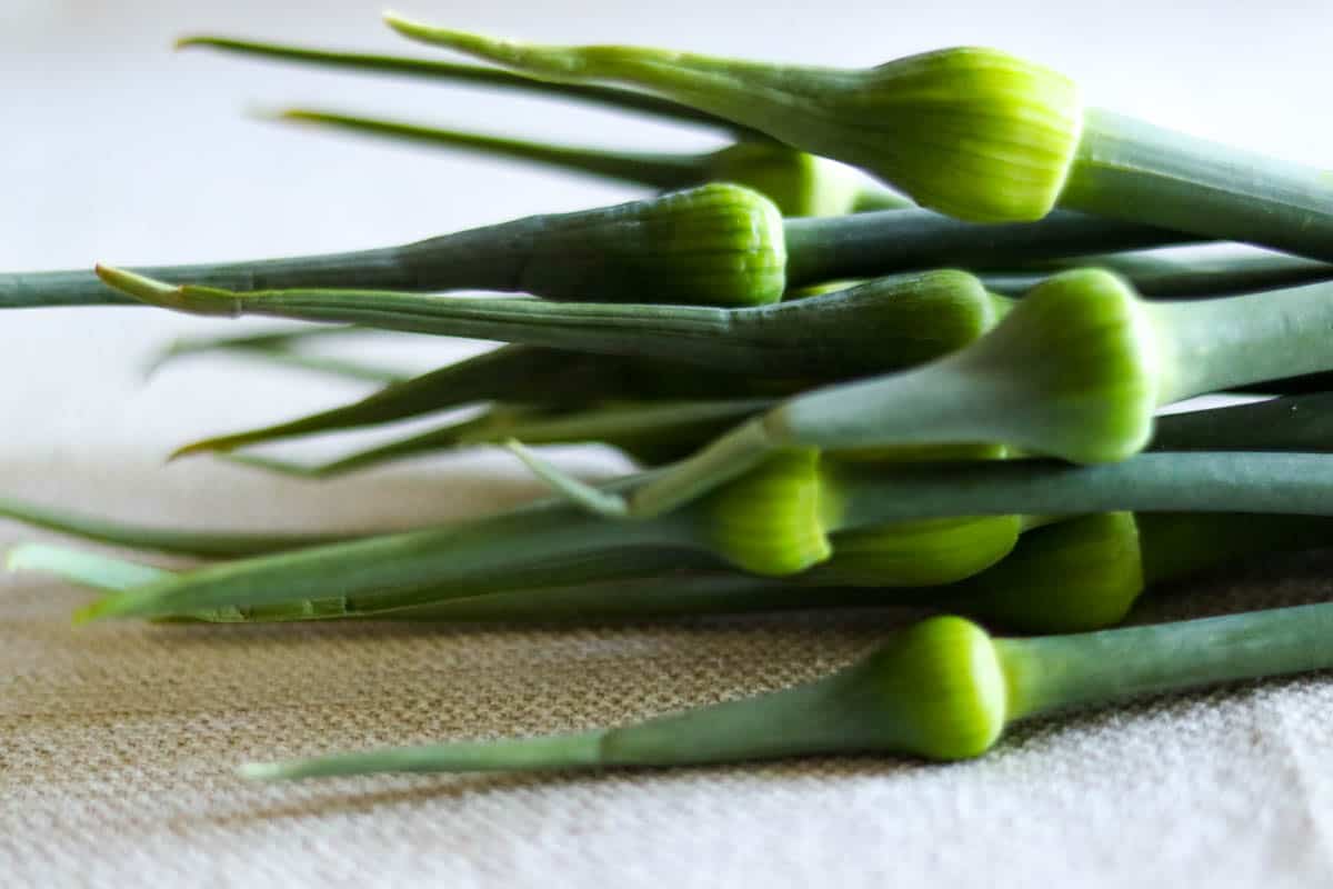 close up photo of leek scapes