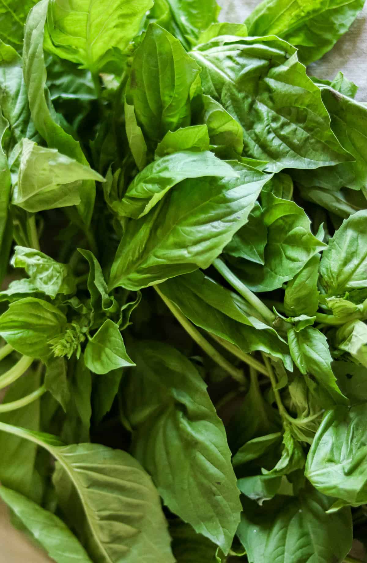 photo of fresh basil.