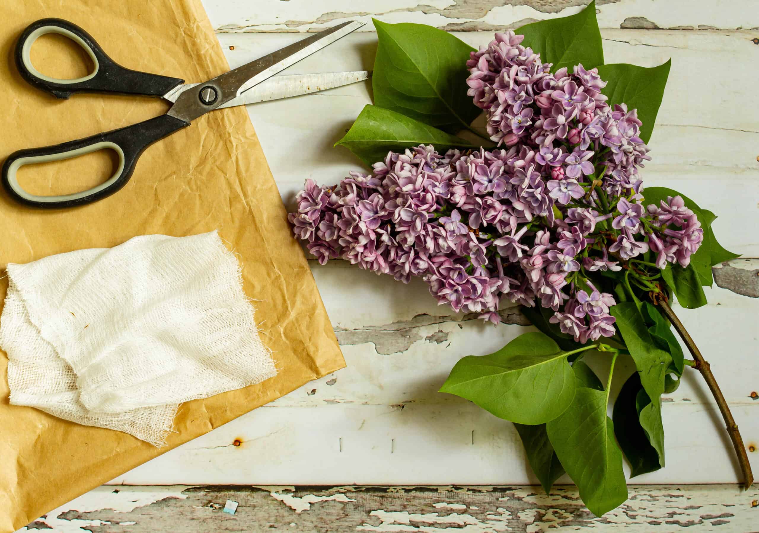 Lilacs and Scissors.