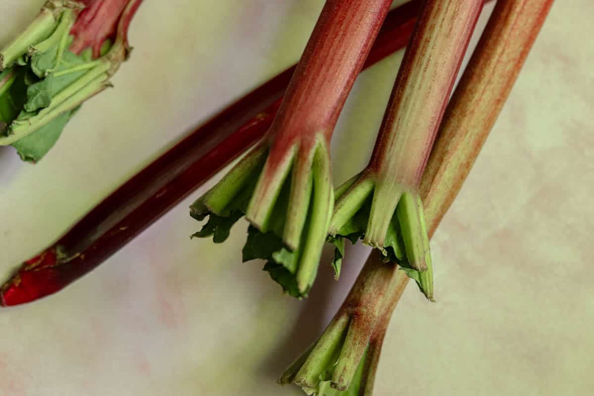 Rhubarb stalks with greens still intact.