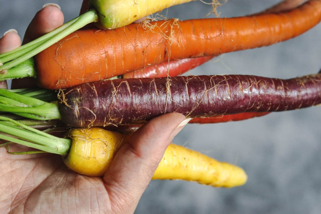 Hand holding a bunch of rainbow carrots.
