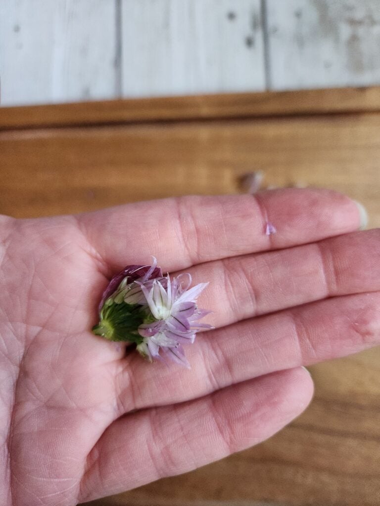Chive flowers.